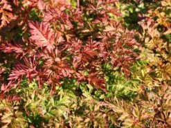 Zwerg-Geißbart 12 Zwerg-Geißbart -Günstiges Erd Seele Geschäft zwerg geissbart m012345 w 1