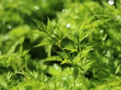 Zwerg-Geißbart 14 Zwerg-Geißbart -Günstiges Erd Seele Geschäft zwerg geissbart m012345 w 2