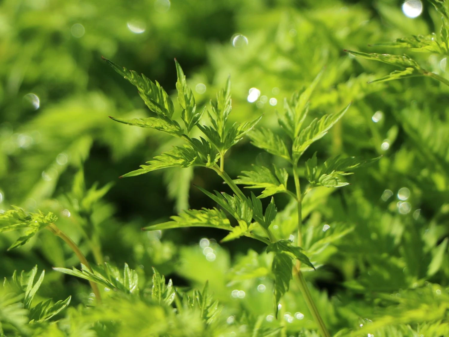 Zwerg-Geißbart 8 Zwerg-Geißbart – Bild 6