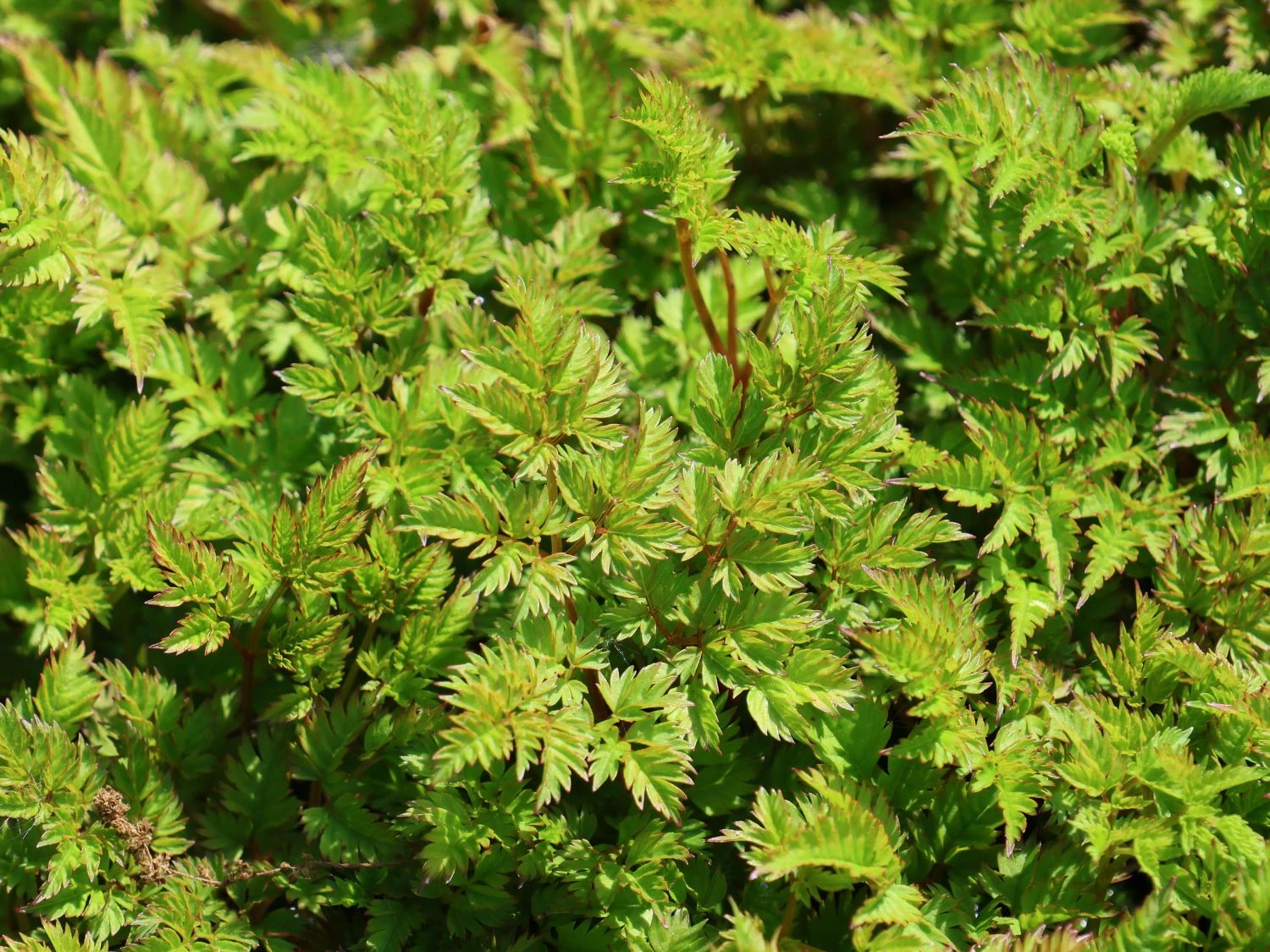 Zwerg-Geißbart 4 Zwerg-Geißbart – Bild 2