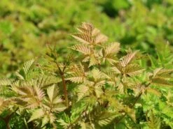 Zwerg-Geißbart 13 Zwerg-Geißbart -Günstiges Erd Seele Geschäft zwerg geissbart m012345 w 4