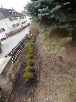 Zwerg-Lebensbaum 'Tiny Tim' -Günstiges Erd Seele Geschäft zwerg lebensbaum tiny tim m003856 752540 0