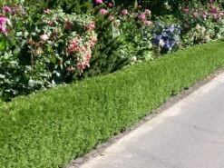 Zwerg-Lebensbaum 'Tiny Tim' -Günstiges Erd Seele Geschäft zwerg lebensbaum tiny tim m003856 w 0