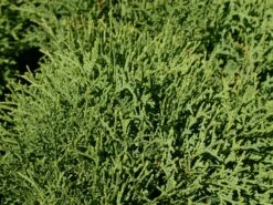 Zwerg-Lebensbaum 'Tiny Tim' -Günstiges Erd Seele Geschäft zwerg lebensbaum tiny tim m003856 w 1