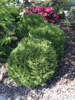 Günstiges Erd Seele Geschäft -Günstiges Erd Seele Geschäft zwerg lebensbaum tiny tim m003856 w 2