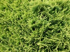 Zwerg-Lebensbaum 'Tiny Tim' -Günstiges Erd Seele Geschäft zwerg lebensbaum tiny tim m003856 w 3