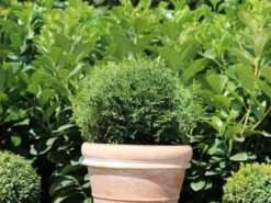 Zwerg-Lebensbaum 'Tiny Tim' -Günstiges Erd Seele Geschäft zwerg lebensbaum tiny tim m003856 w 5