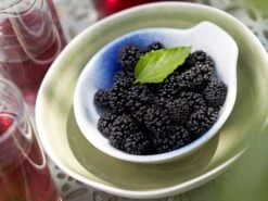 Zwerg-Maulbeere 'Mojo Berry' -Günstiges Erd Seele Geschäft zwerg maulbeere mojo berry m114476 w 0