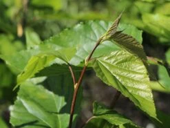 Zwerg-Maulbeere 'Mojo Berry' -Günstiges Erd Seele Geschäft zwerg maulbeere mojo berry m114476 w 2