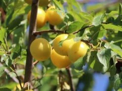 Zwerg-Mirabelle -Günstiges Erd Seele Geschäft zwerg mirabelle m107217 w 0