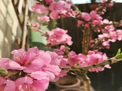 Nektarine (Zwergform) -Günstiges Erd Seele Geschäft zwerg nektarine m009002 875179 0