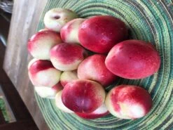 Nektarine (Zwergform) -Günstiges Erd Seele Geschäft zwerg nektarine m009002 875179 2