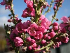 Nektarine (Zwergform)