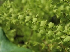 Zwerg-Pfauenrad-Frauenhaarfarn 'Miss Sharples' 5 Zwerg-Pfauenrad-Frauenhaarfarn 'Miss Sharples' -Günstiges Erd Seele Geschäft zwerg pfauenradfarn miss sharples m044530 w 0