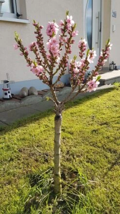 Pfirsich (Zwergform) 19 Pfirsich (Zwergform) -Günstiges Erd Seele Geschäft zwerg pfirsich m009001 193676 0