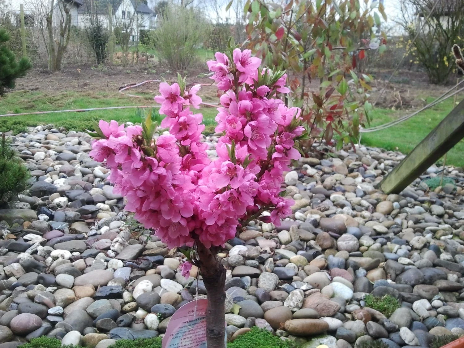 Pfirsich (Zwergform) 11 Pfirsich (Zwergform) – Bild 9