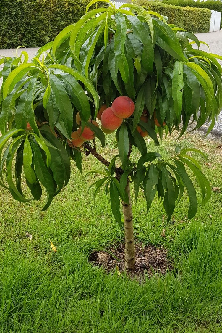 Pfirsich (Zwergform) 9 Pfirsich (Zwergform) – Bild 7