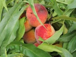 Pfirsich (Zwergform)