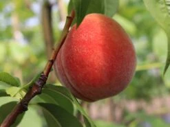 Pfirsich (Zwergform) 15 Pfirsich (Zwergform) -Günstiges Erd Seele Geschäft zwerg pfirsich m009001 w 0