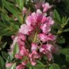 Zwerg-Rhododendron 'Bloombux' ® (Magenta) -Günstiges Erd Seele Geschäft zwerg rhododendron bloombux magenta m114439 h 0