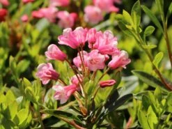 Zwerg-Rhododendron 'Bloombux' ® (Magenta) -Günstiges Erd Seele Geschäft zwerg rhododendron bloombux magenta m114439 w 0