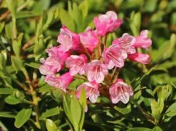 Günstiges Erd Seele Geschäft -Günstiges Erd Seele Geschäft zwerg rhododendron bloombux magenta m114439 w 1