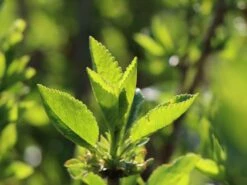 Zwerg Sauerkirsche 'Griotella' ® -Günstiges Erd Seele Geschäft zwerg sauerkirsche griotella m007987 w 1