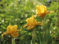 Zwerg-Schwertlilie 'Baria'