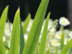 Zwerg-Schwertlilie 'Baria' -Günstiges Erd Seele Geschäft zwerg schwertlilie baria m044862 w 0