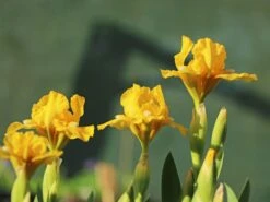 Zwerg-Schwertlilie 'Baria' -Günstiges Erd Seele Geschäft zwerg schwertlilie baria m044862 w 2