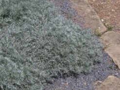 Zwerg-Silberraute 'Nana'