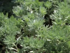 Zwerg-Silberraute 'Nana' -Günstiges Erd Seele Geschäft zwerg silberraute nana m012344 w 0