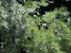 Zwerg-Silberraute 'Nana' -Günstiges Erd Seele Geschäft zwerg silberraute nana m012344 w 1