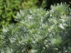 Zwerg-Silberraute 'Nana' -Günstiges Erd Seele Geschäft zwerg silberraute nana m012344 w 2