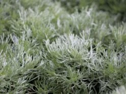 Zwerg-Silberraute 'Nana' -Günstiges Erd Seele Geschäft zwerg silberraute nana m012344 w 3