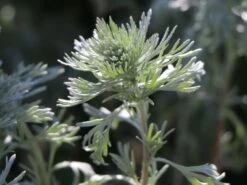 Zwerg-Silberraute 'Nana' -Günstiges Erd Seele Geschäft zwerg silberraute nana m012344 w 4