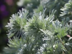 Zwerg-Silberraute 'Nana' -Günstiges Erd Seele Geschäft zwerg silberraute nana m012344 w 6