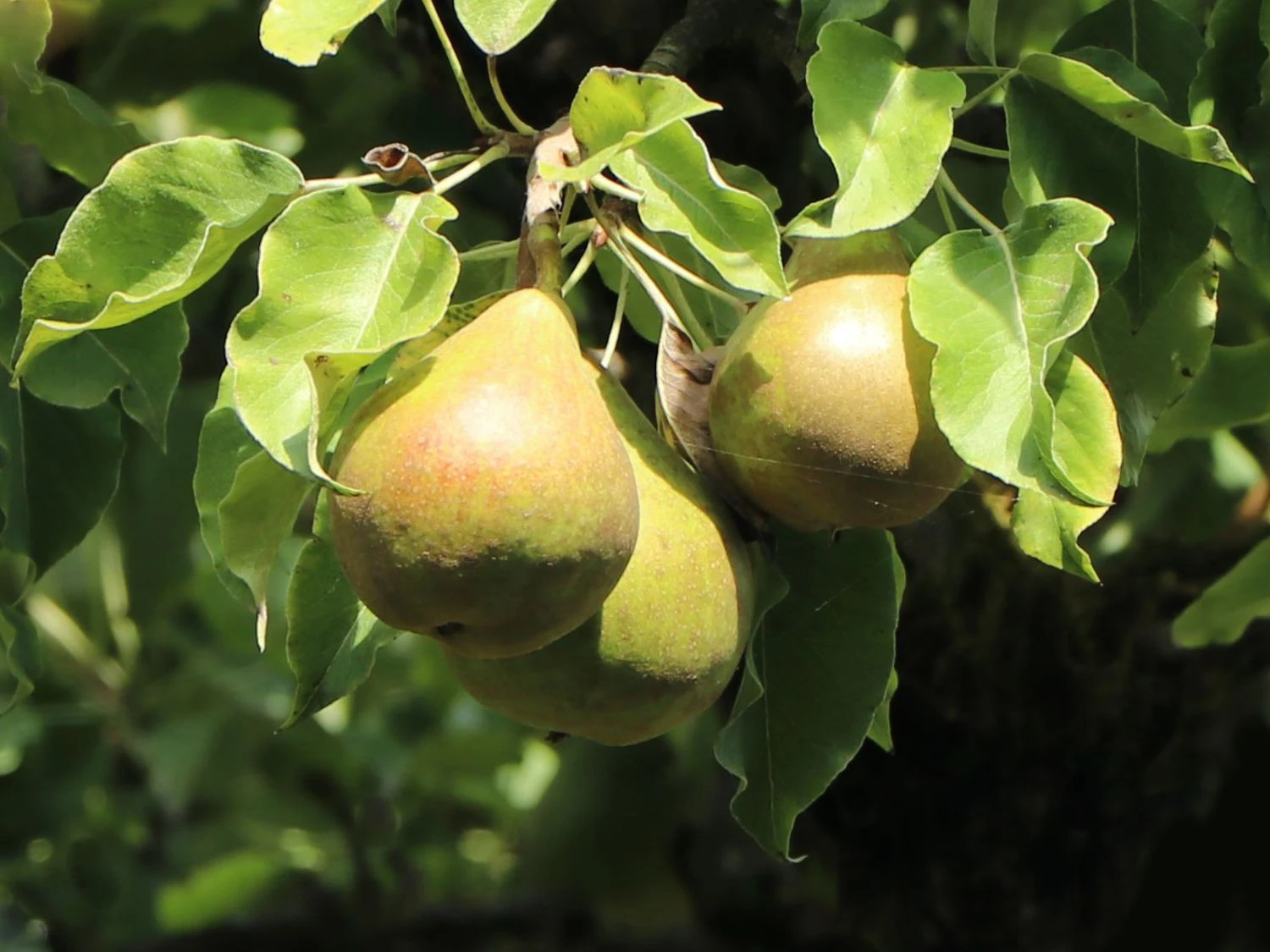 Zwergbirne 'Luisa' 3 Zwergbirne 'Luisa'