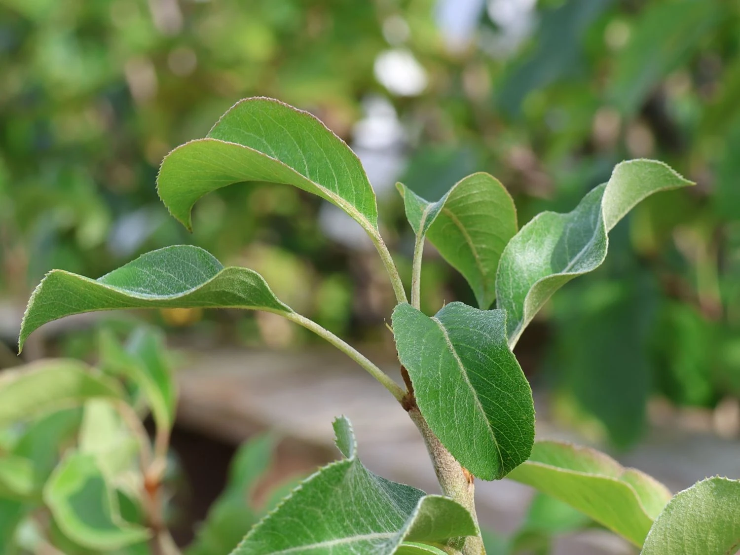 Zwergbirne 'Luisa' 4 Zwergbirne 'Luisa' – Bild 2