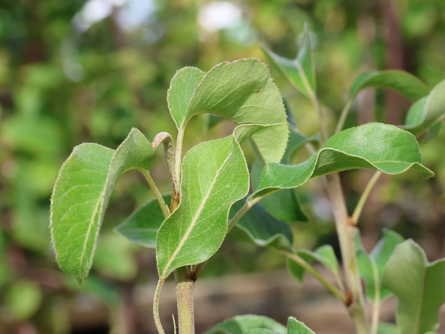 Zwergbirne 'Luisa' 5 Zwergbirne 'Luisa' – Bild 3