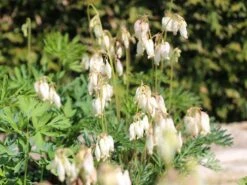 Zwergige Herzblume 'Aurora' 11 Zwergige Herzblume 'Aurora' -Günstiges Erd Seele Geschäft zwergige herzblume aurora m058384 w 0