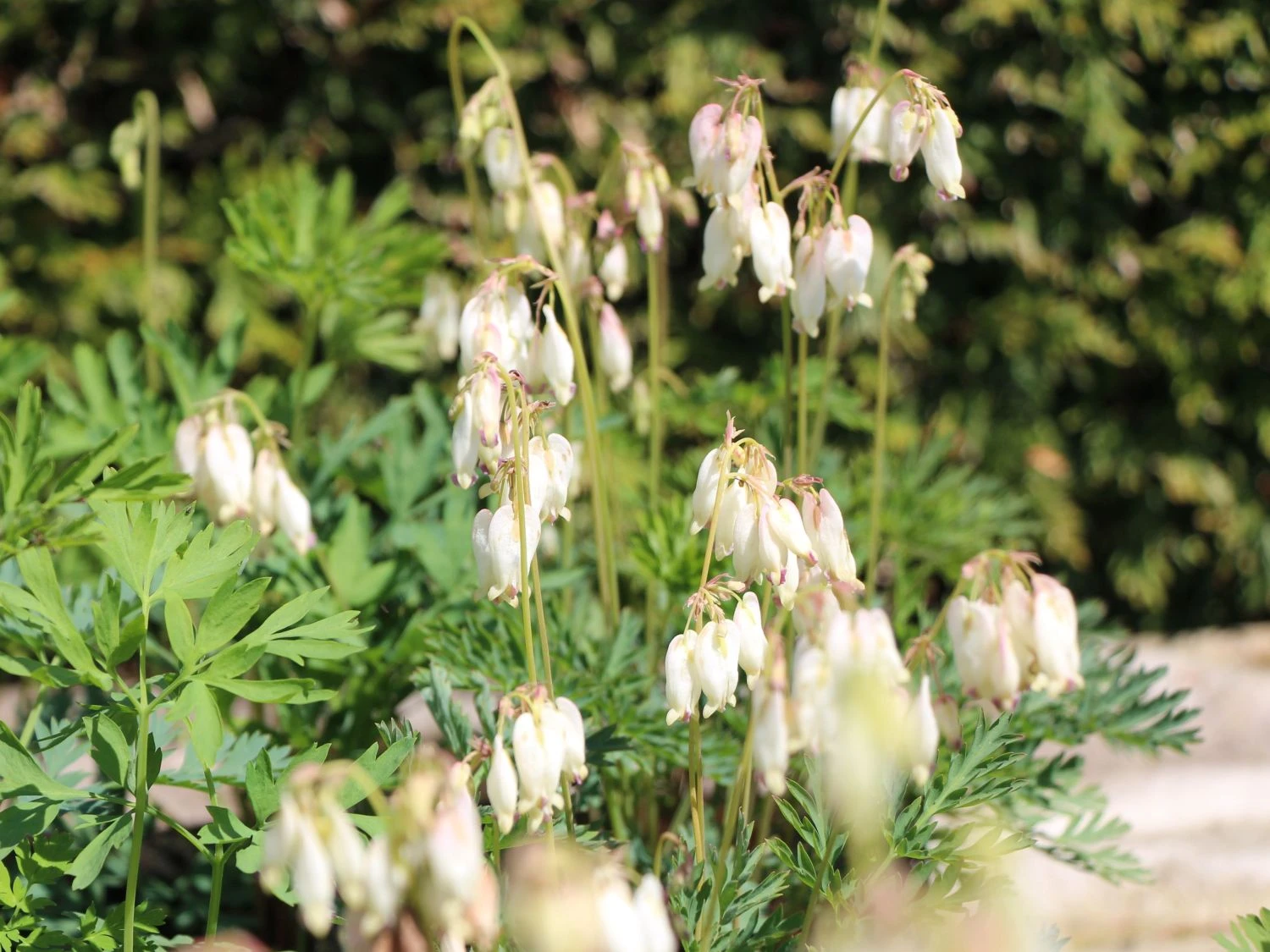 Zwergige Herzblume 'Aurora' 5 Zwergige Herzblume 'Aurora' – Bild 3