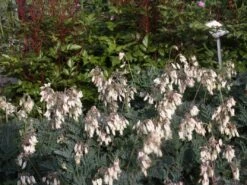 Zwergige Herzblume 'Aurora' 12 Zwergige Herzblume 'Aurora' -Günstiges Erd Seele Geschäft zwergige herzblume aurora m058384 w 1