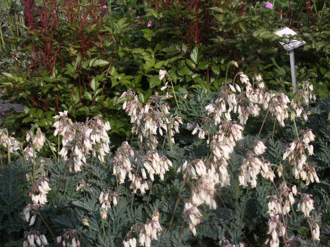 Zwergige Herzblume 'Aurora' 6 Zwergige Herzblume 'Aurora' – Bild 4