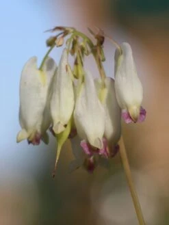 Zwergige Herzblume 'Aurora' 13 Zwergige Herzblume 'Aurora' -Günstiges Erd Seele Geschäft zwergige herzblume aurora m058384 w 2