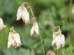 Zwergige Herzblume 'Aurora' 14 Zwergige Herzblume 'Aurora' -Günstiges Erd Seele Geschäft zwergige herzblume aurora m058384 w 4