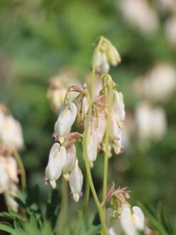 Zwergige Herzblume 'Aurora' 15 Zwergige Herzblume 'Aurora' -Günstiges Erd Seele Geschäft zwergige herzblume aurora m058384 w 5