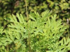 Zwergige Herzblume 'Bacchanal' -Günstiges Erd Seele Geschäft zwergige herzblume bacchanal m058386 w 0