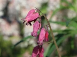 Zwergige Herzblume 'Bacchanal' -Günstiges Erd Seele Geschäft zwergige herzblume bacchanal m058386 w 2