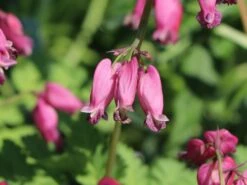 Zwergige Herzblume 'Bacchanal' -Günstiges Erd Seele Geschäft zwergige herzblume bacchanal m058386 w 4